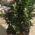 Euonymus Japonicus Paloma Blanca 10-20 cm buy online UK.
