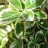 Euonymus Japonicus President Gauthier