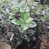Euonymus Japonicus Kathy, evergreen shrub to buy online UK
