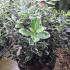 Euonymus Japonicus Kathy, evergreen shrub to buy online UK
