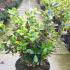 Euonymus Japonicus Marieke, buy online with UK delivery from our London nursery