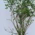 Euonymus Phellomanus Spindle Tree 1.25-1.5 m buy online UK.