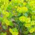Euphorbia Amygdaloides or Wood Spurge Evergreen Perennial
