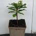 Euphorbia Amygdaloides or Wood Spurge 10-20 cm buy online UK.