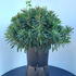 eapu 40-50 cm buy online UK.