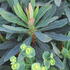 Euphorbia Amygdaloides Purpurea Wood Spurge