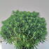 eup 40-60 cm buy online UK.