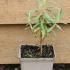 Euphorbia Characias Wulfenii 10 cm buy online UK.