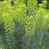 Euphorbia Characias Wulfenii for Sale Online