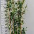 Evergreen Jasmine Frame - Jasmine Climber Trained on a Bamboo Screen