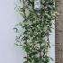 Evergreen Jasmine on a Screening Frame 1.3-1.5 m buy online UK.