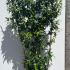 Evergreen Jasmine on a Screening Frame 1.9 m buy online UK.