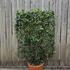 ejf 1.2 m buy online UK.