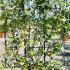 Evergreen Jasmine on a Screening Frame 1.1 m buy online UK.