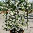 Evergreen Jasmine on a Screening Frame 85 cm buy online UK.