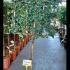 Evergreen Jasmine on a Screening Frame 1.60 m buy online UK.
