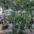 Evergreen Jasmine on a Screening Frame 1.8 m buy online UK.
