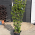 ejf 2.4 m buy online UK.