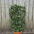 ejf 80 cm buy online UK.