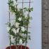 Exochorda Macrantha The Bride 1.3-1.5 m buy online UK.