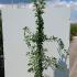 Exochorda Macrantha The Bride 1.75-2 m buy online UK.