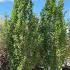 Fagus Orientalis Iskander Oriental Beech Tree 4-4.5 m buy online UK.