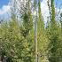 Fagus sylvatica Asplenifolia Beech 2.5-3 m buy online UK.