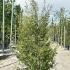Fagus sylvatica Asplenifolia Beech 2-2.5 m buy online UK.