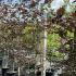 Fagus Sylvatica Atropunicea - Full Standard 2.75-3.25 m buy online UK.