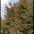 Fagus Sylvatica Atropunicea - Full Standard 4-4.5 m buy online UK.
