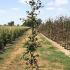 Fagus Sylvatica Atropunicea - Purple Beech 1.25-1.5 m buy online UK.