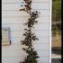 Fagus Sylvatica Atropunicea - Purple Beech 1.75-2 m buy online UK.