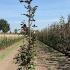 Fagus Sylvatica Atropunicea - Purple Beech 1.5-1.75 m buy online UK.
