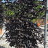 fsap 1.8 m buy online UK.
