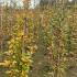 Fagus Sylvatica Common Beech  1.25-1.5 m buy online UK.