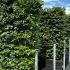 Fagus Sylvatica Common Beech  2 m buy online UK.