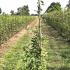 Fagus Sylvatica Common Beech  1.5-1.75 m buy online UK.
