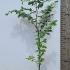Fagus Sylvatica Common Beech  1-1.25 m buy online UK.