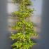 Fagus Sylvatica Common Beech  1.7-2 m buy online UK.