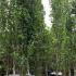 Fagus Sylvatica Dawyck or Fastigiate Beech available to buy online UK delivery.