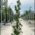Fagus Sylvatica Dawyck 2-2.5 m buy online UK.