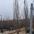 Fagus Sylvatica Dawyck 3-3.5 m buy online UK.