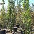 Fagus Sylvatica Dawyck Gold Beech 2-2.5 m buy online UK.