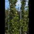 Fagus Sylvatica Dawyck Gold Beech 2.5-3 m buy online UK.