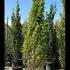 Fagus Sylvatica Dawyck Gold Beech 3.5-4 m buy online UK.