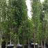 Fagus Sylvatica Dawyck or Fastigiate Beech available to buy online UK delivery.