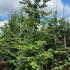 fsfs 3-3.5 m buy online UK.