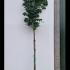 Fagus Sylvatica Full Standard Tree 3.5-4 m buy online UK.