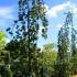 Fagus Sylvatica Pendula 3-3.5 m buy online UK.