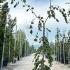 Fagus Sylvatica Pendula 2-2.5 m buy online UK.